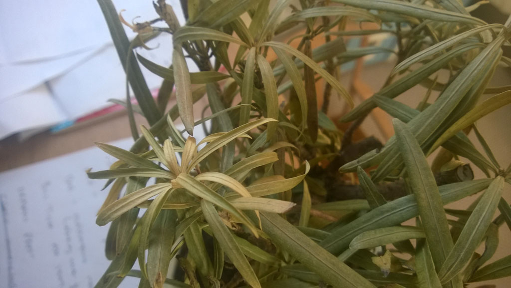 WP_20150619_002.jpg