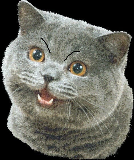 angry cat