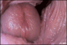 tumblr_l7zguljN0Z1qzbn4ro1_250.gif