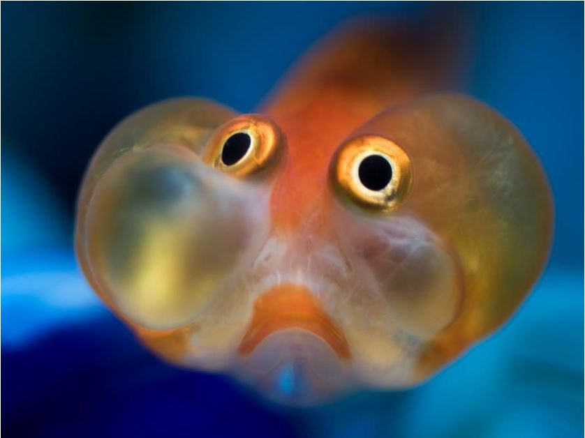 CoolFish.JPG