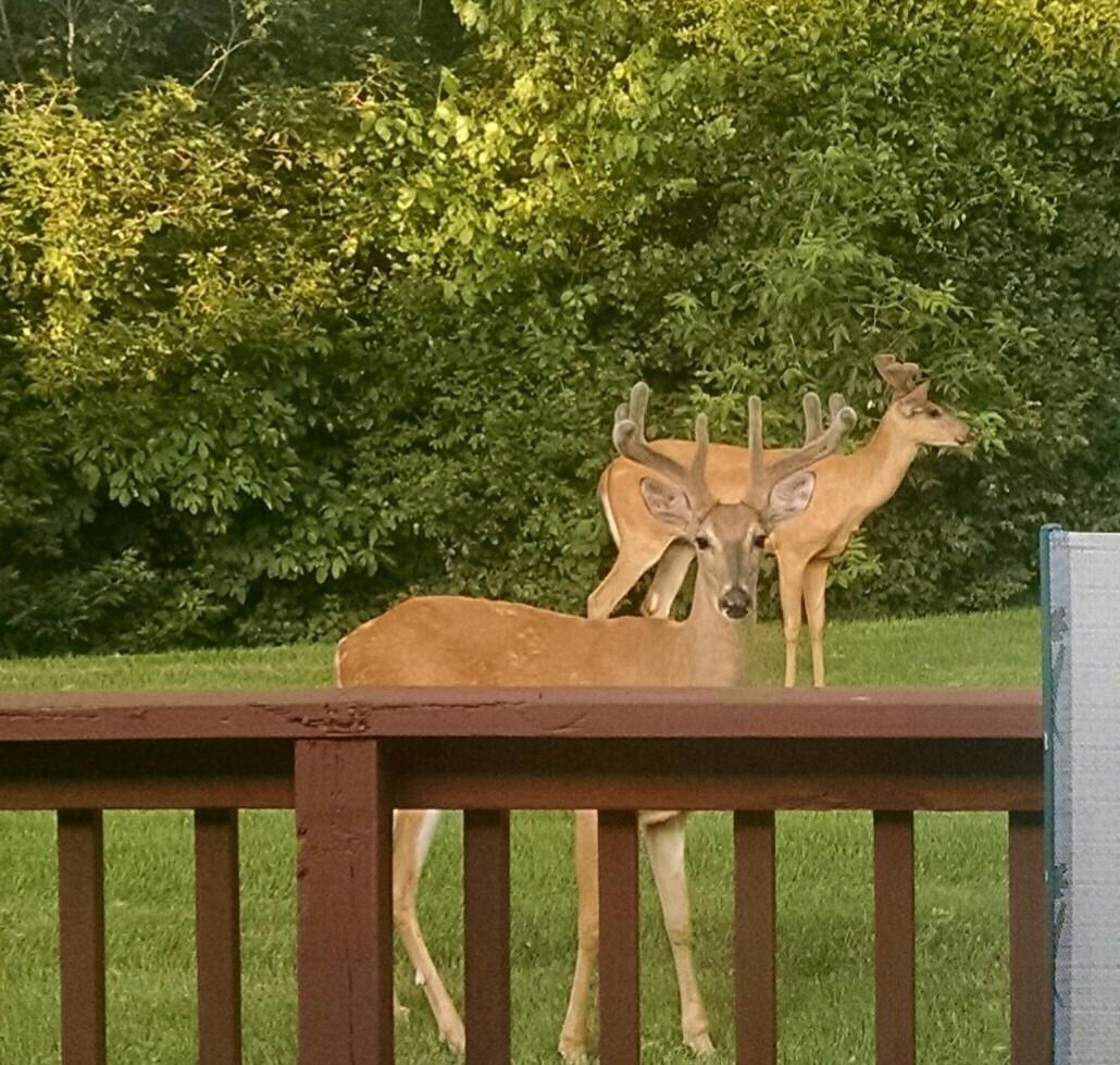 Bucks0.jpg