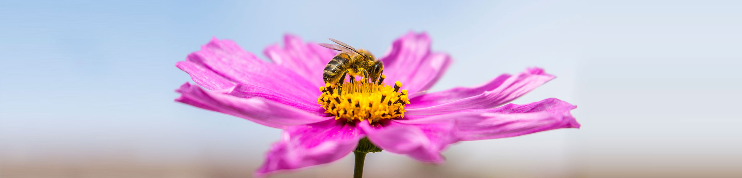 bee-banner.jpg