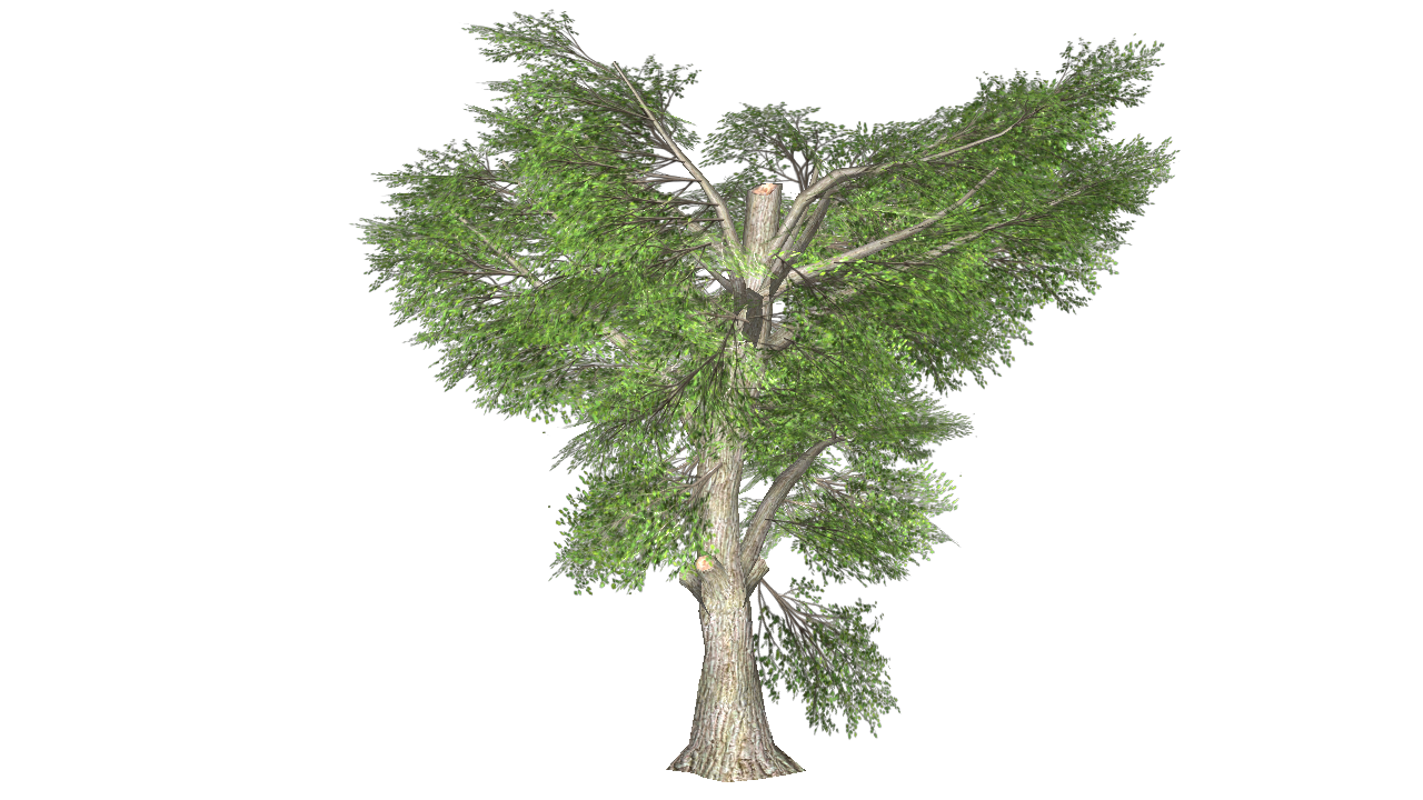 6_tree_v2.png