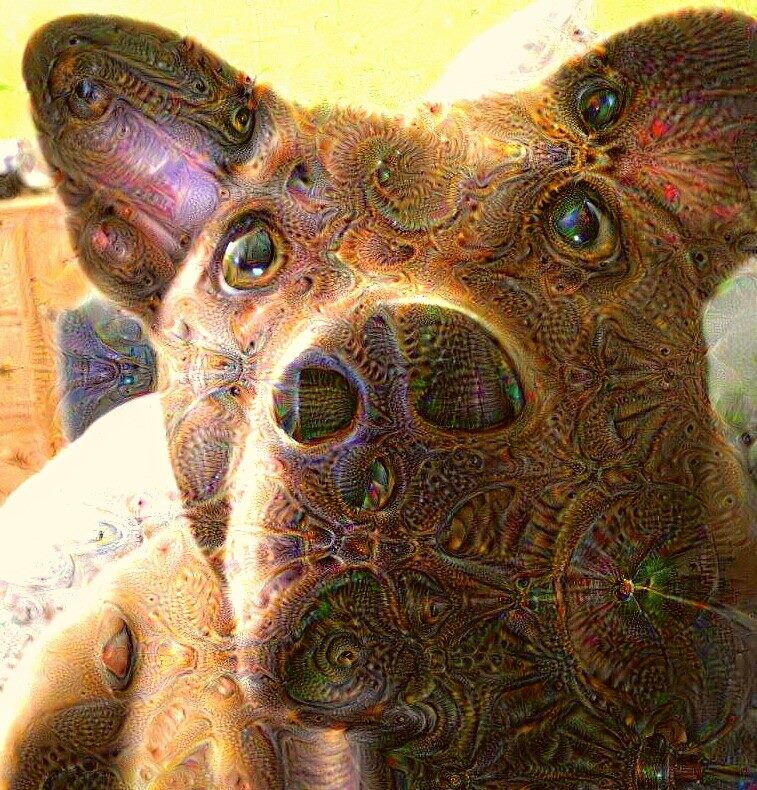 11692717_10203124638955215_2376194023855366983_n.jpg