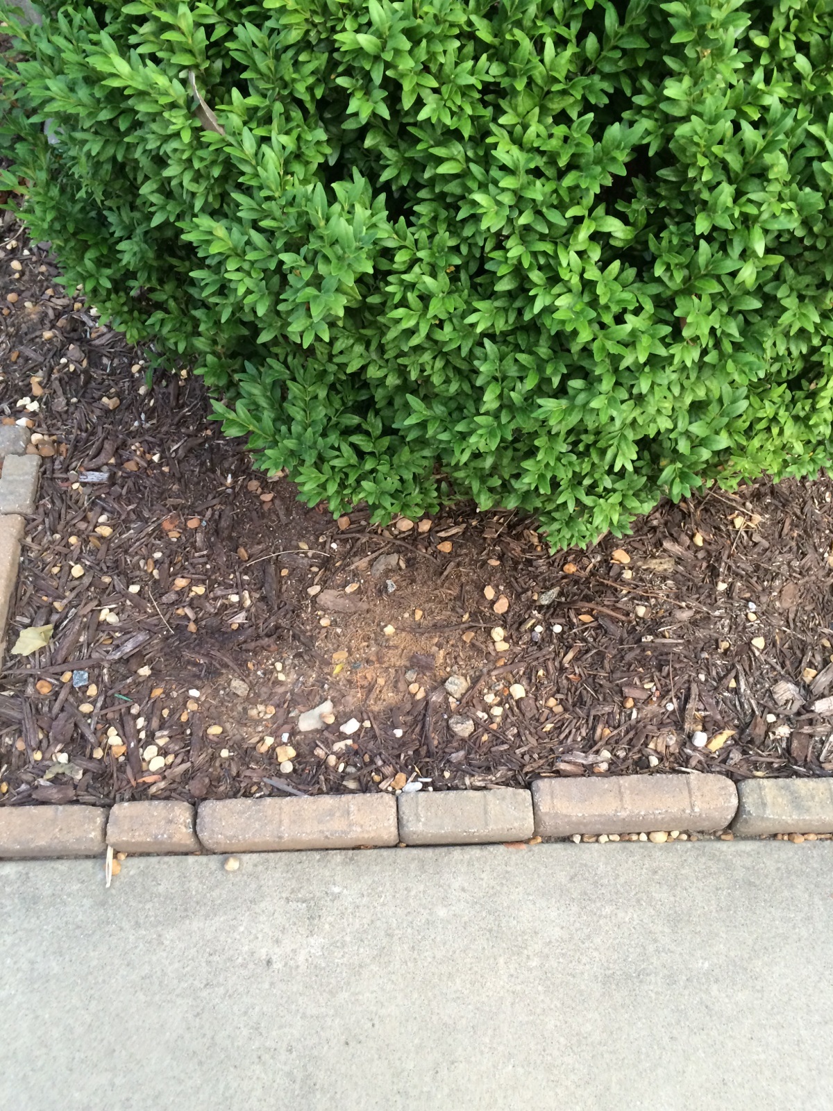 Shrub by Sidewalk