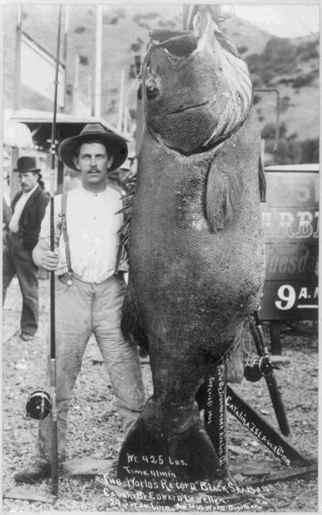 big_fish_nick.gif