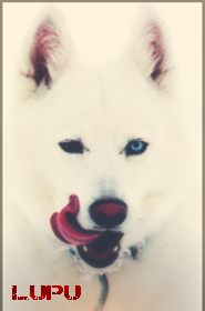 photo-993.png