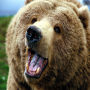 AGrizzlyBear.png