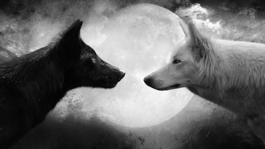 Dark_Wolf-e1425015194490.jpg