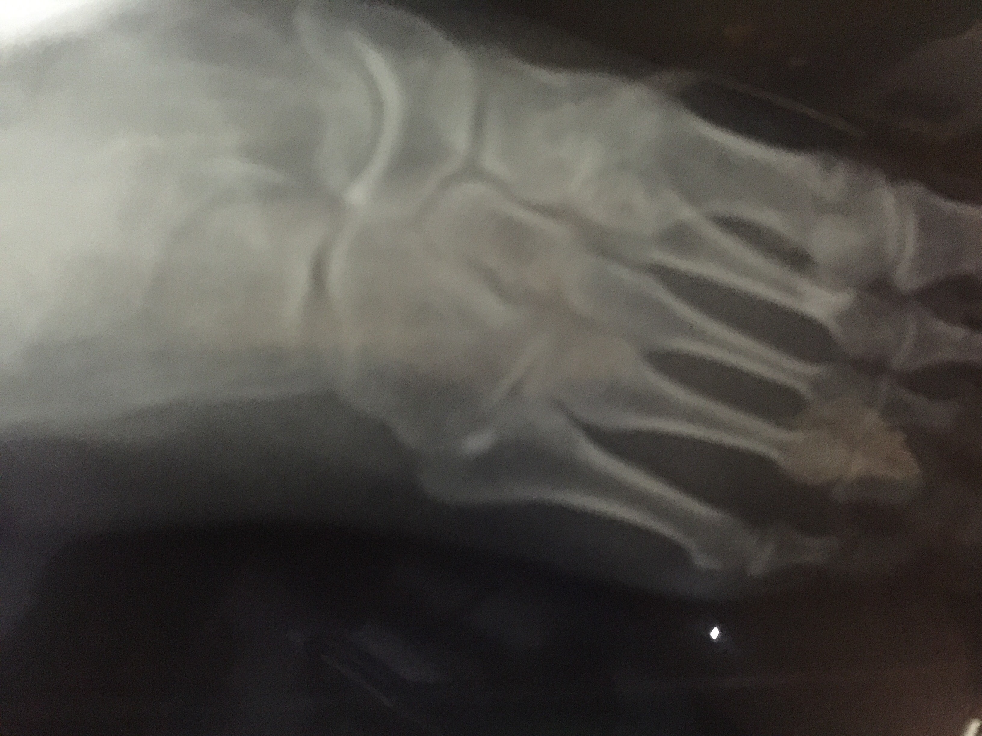Foot