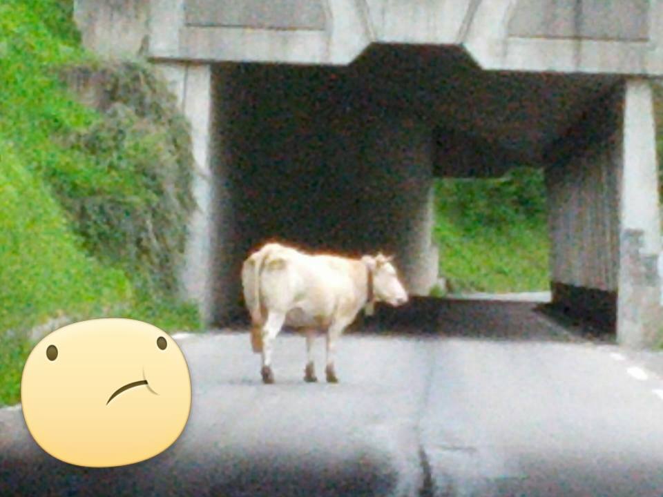 vache.jpg