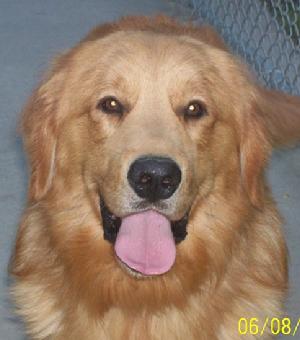 <p><a href="http://www.webersgoldens.com">Golden Retrievers PA</a>