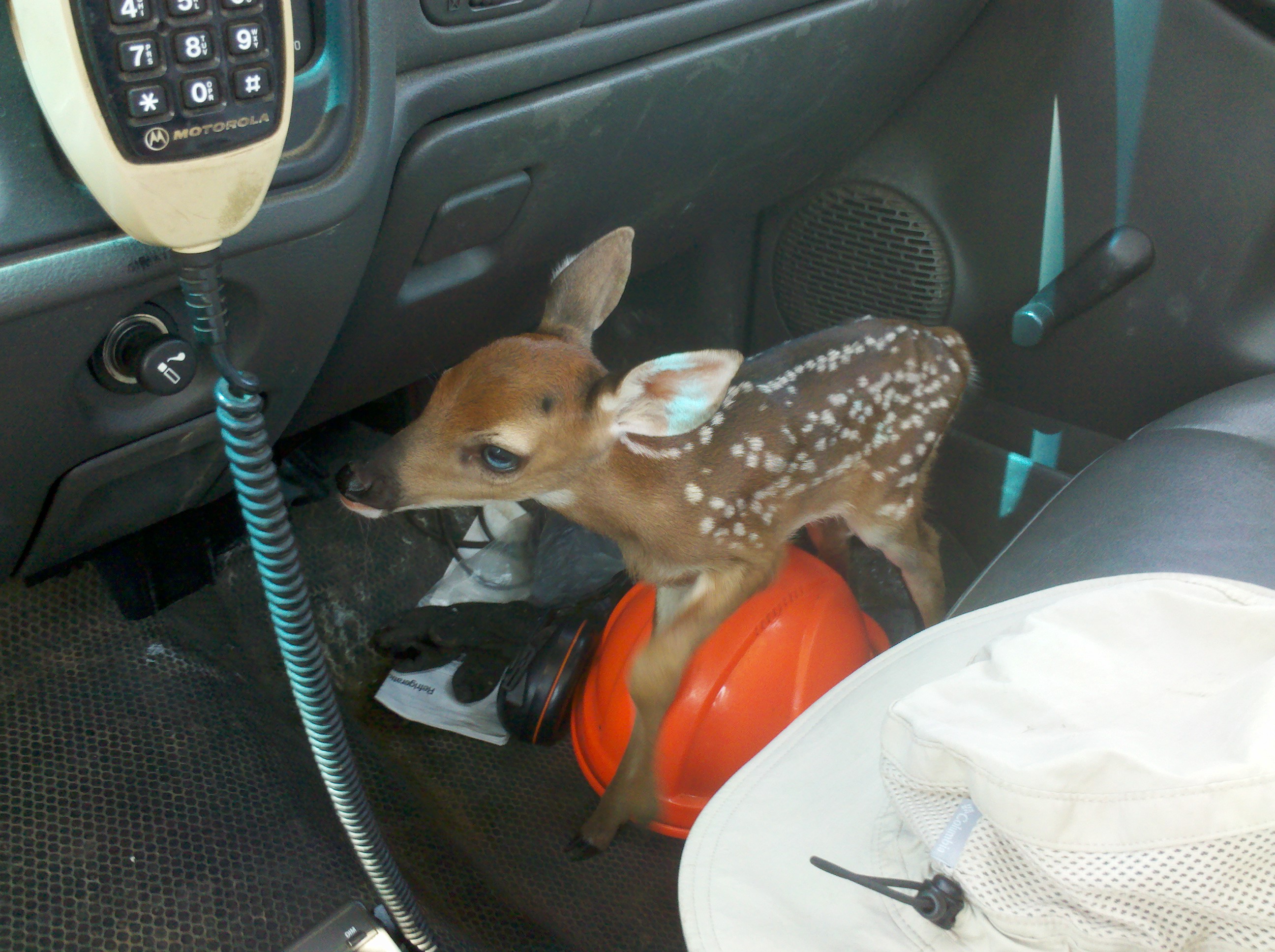 Fawn