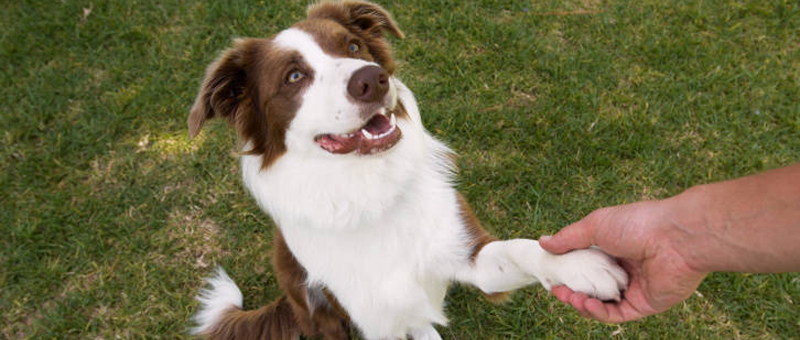 <p><a href="http://www.trainedk9.com">New Jersey Dog Training</a>