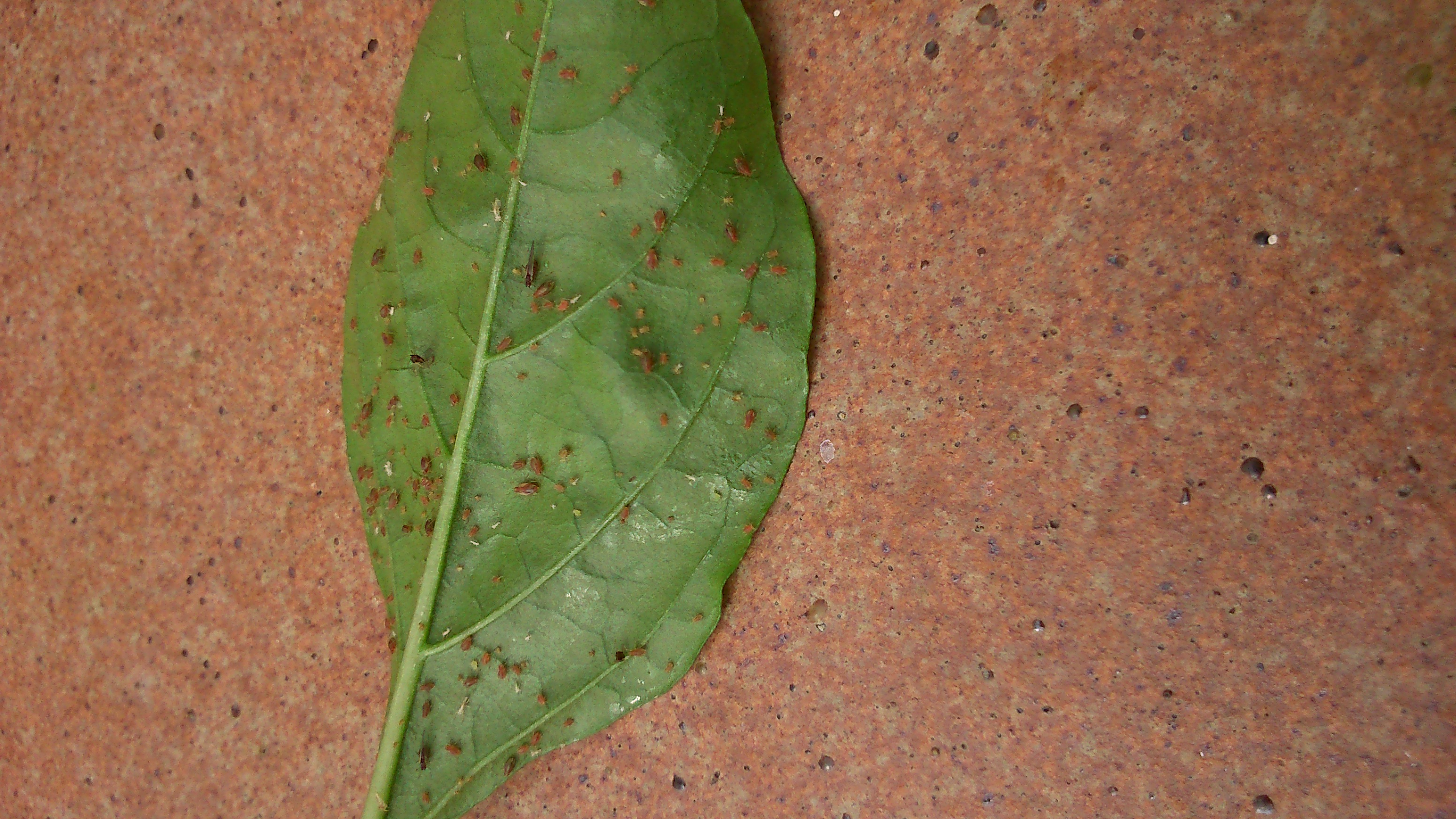 Araña roja o pulgon?