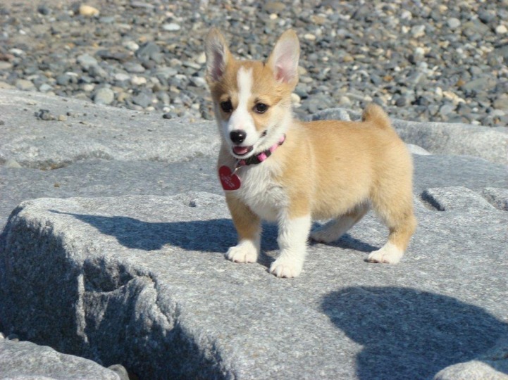 corgipup.jpg