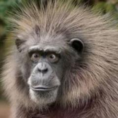 monkey.png