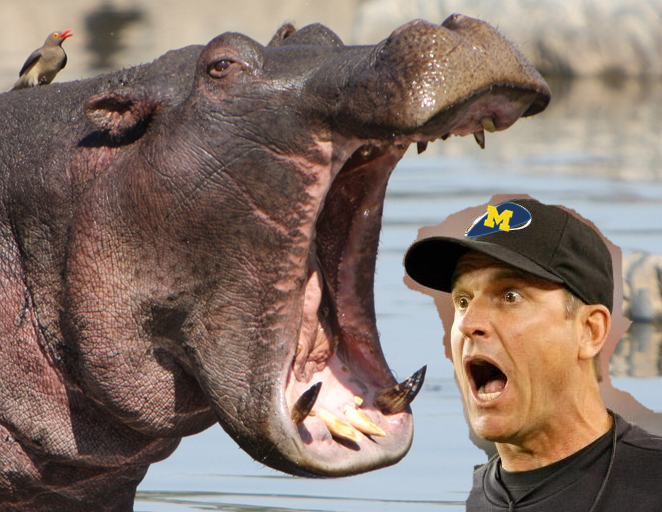 Hungry Hungry Hippo Harbaugh