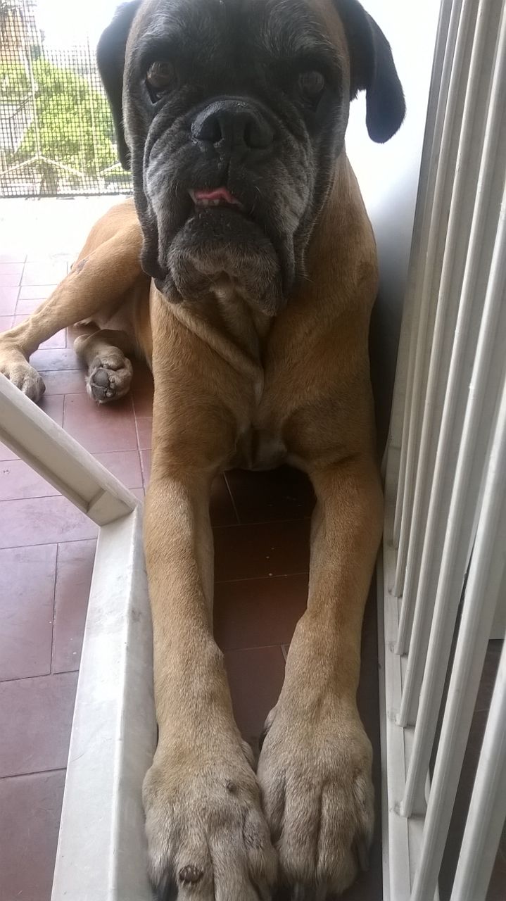 reuccia