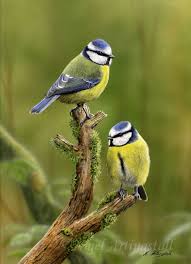 my tits