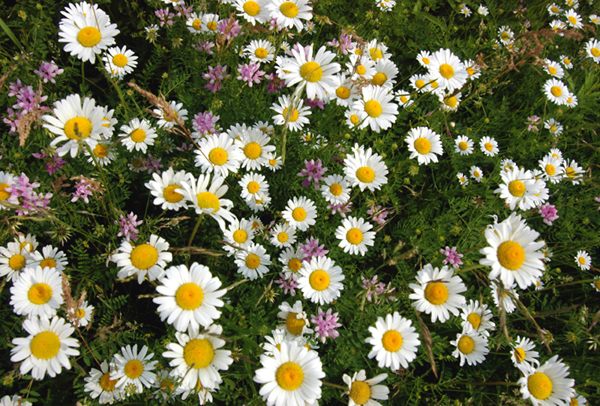 daisy-field2.jpg