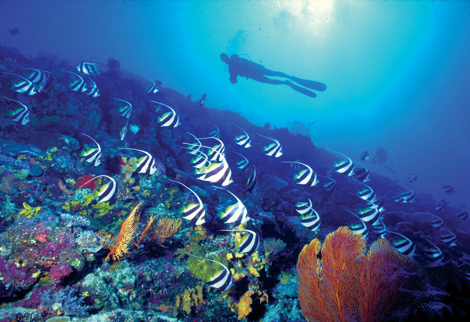 wes202ls-78056-ScubaDiving.jpg
