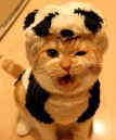 Panda Cat