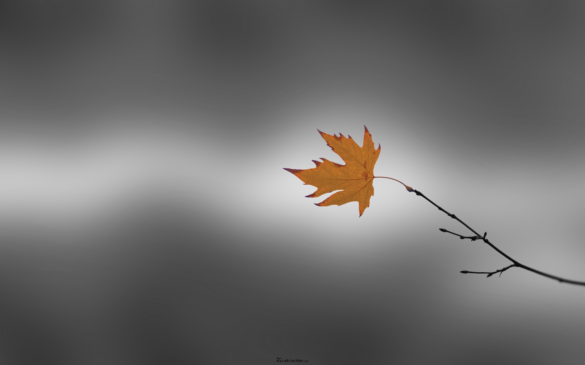 Last-one-falling-1920x1200-desktopia.net.jpg