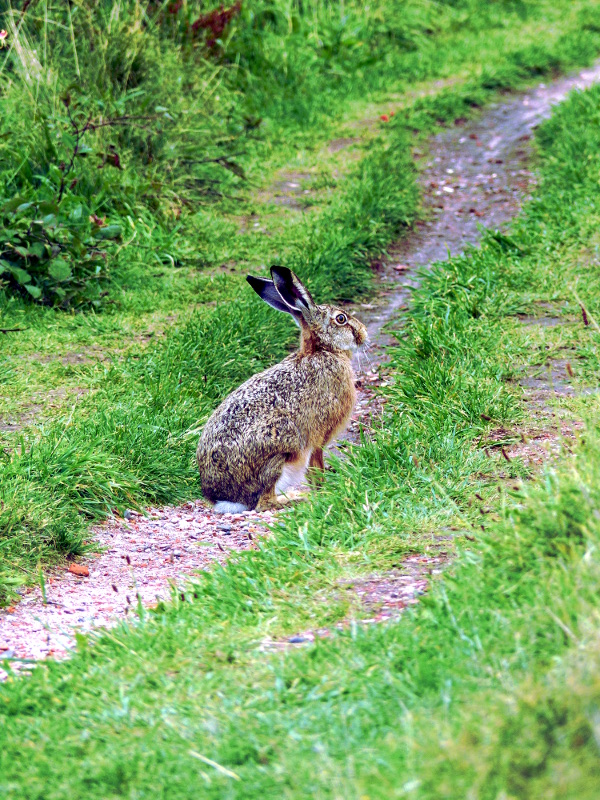 hase1.JPG