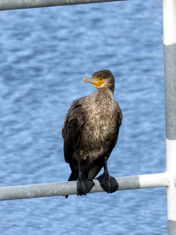 kormoran.JPG