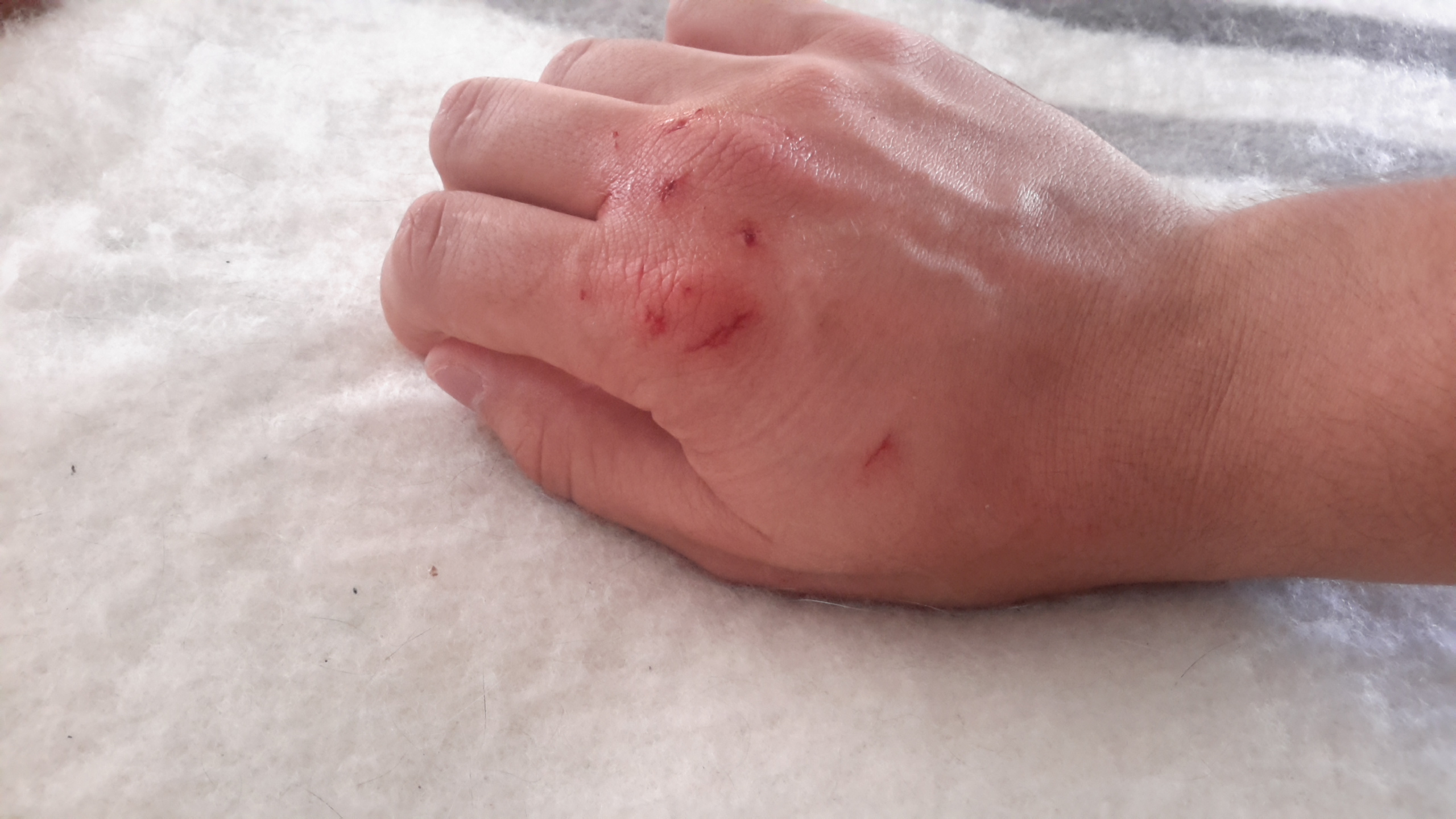 Cat attack