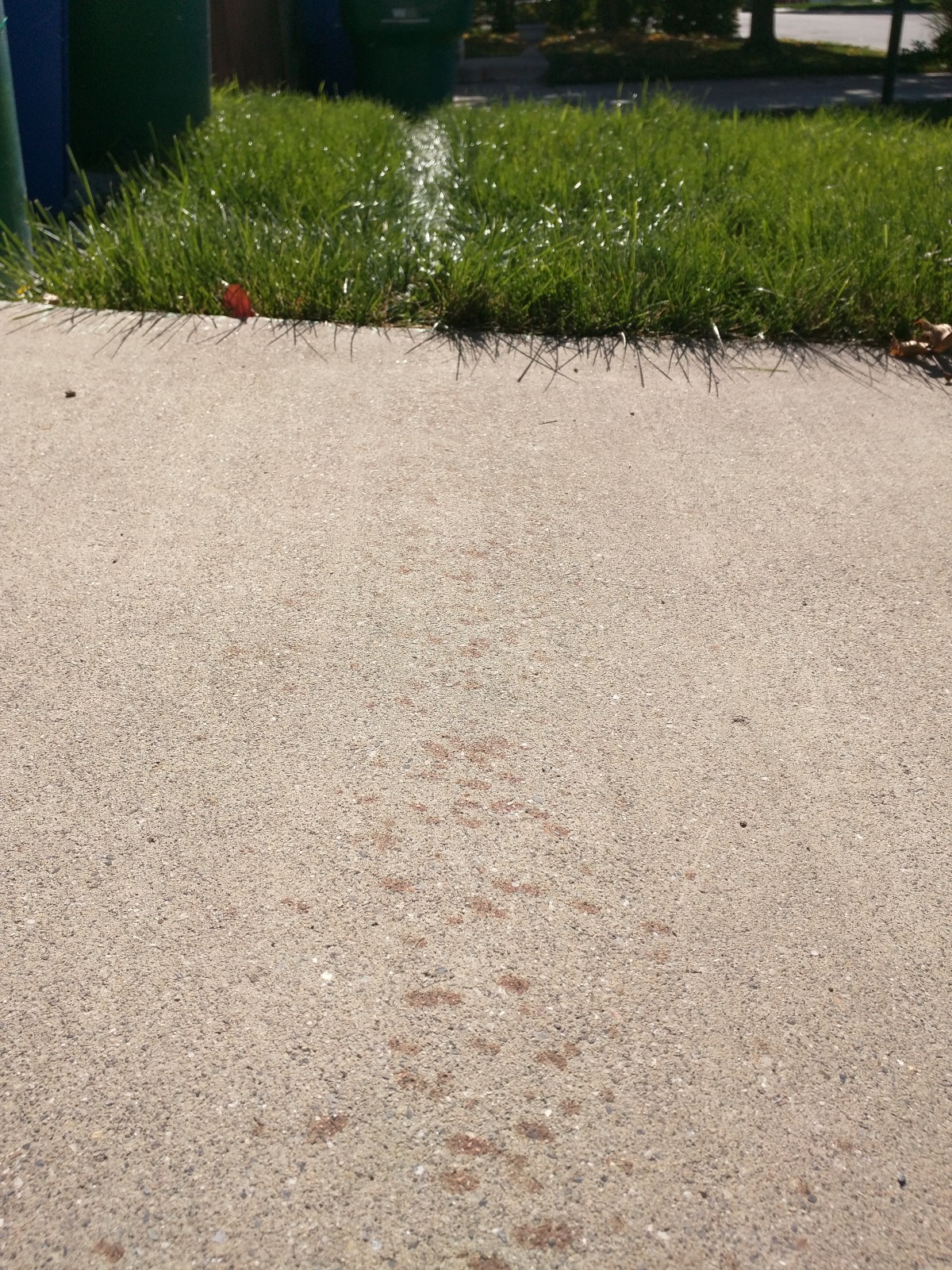 GrassTrail.jpg