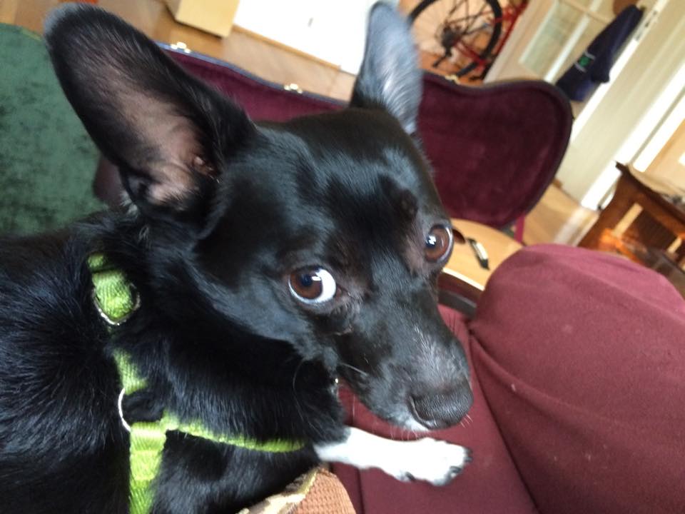 pistachio