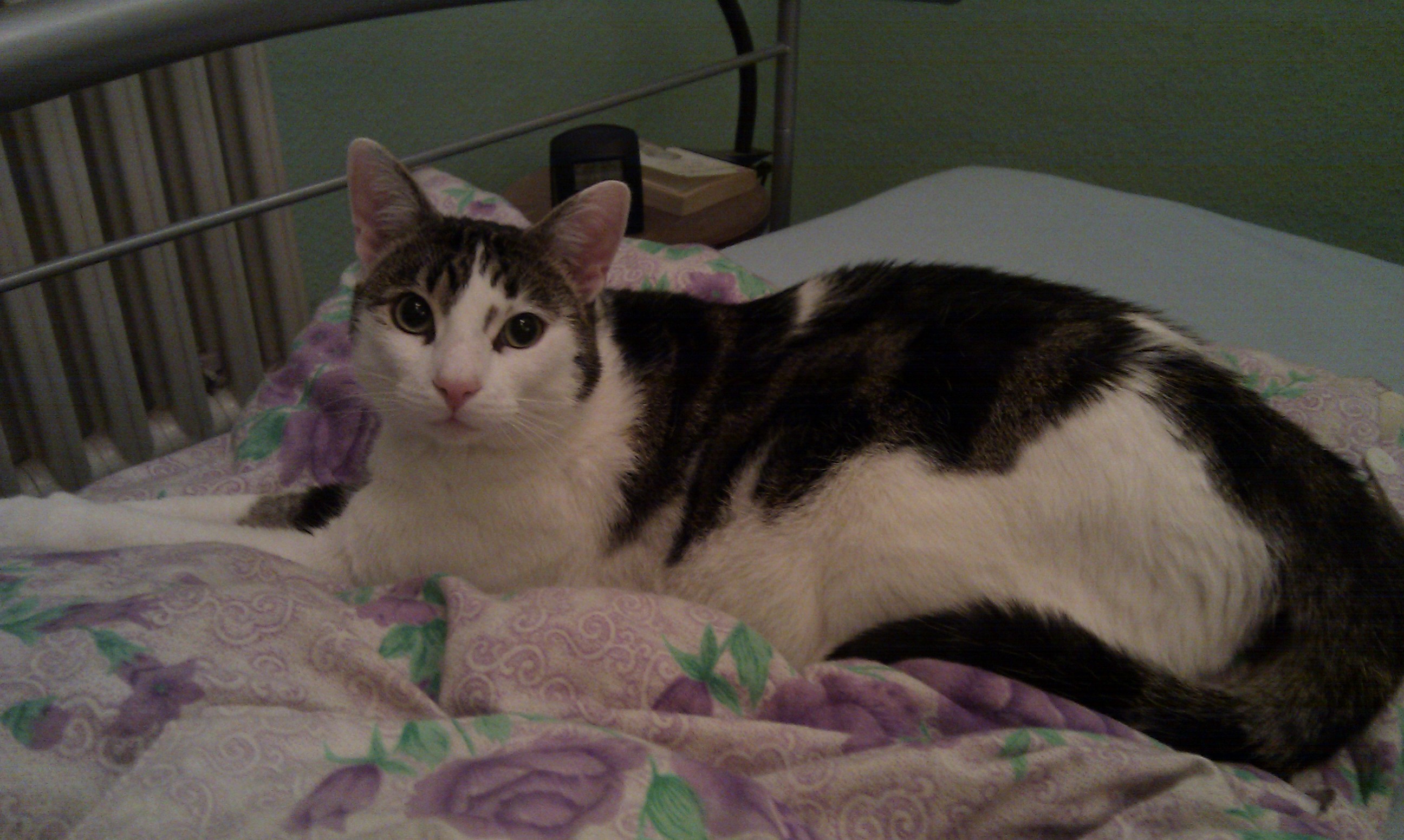 Kuschelkater