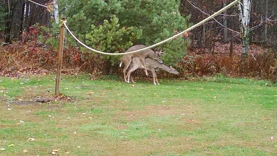 mounted Bambie