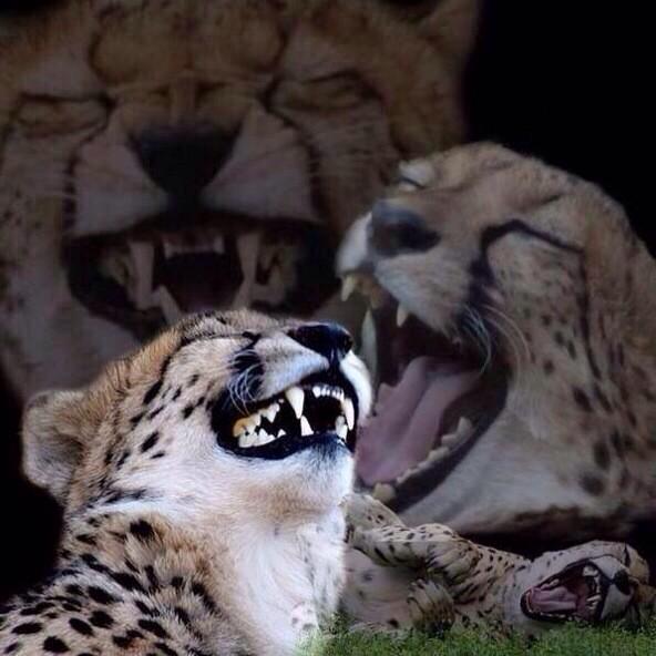 Cheeta