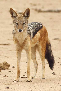 jackal.png
