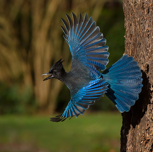 stellarsjay.png