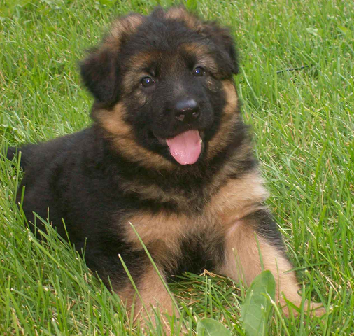 pup.png