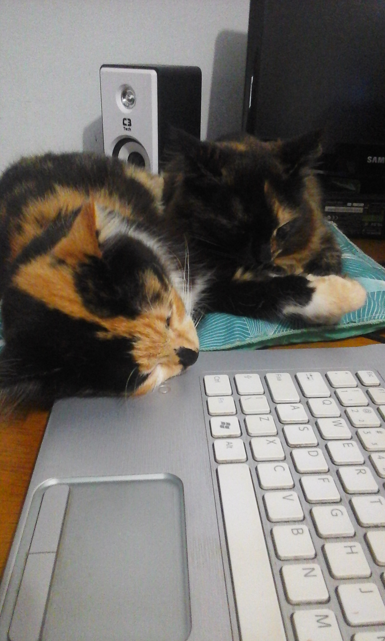 kittens-sleeping-laptop.jpg
