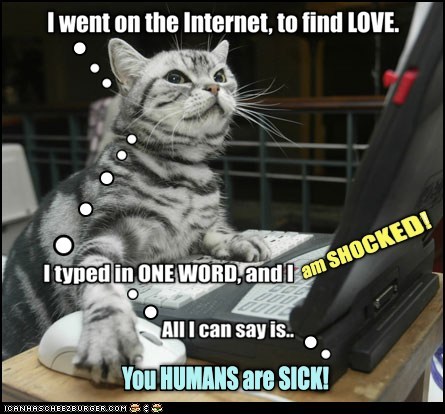cat.jpg