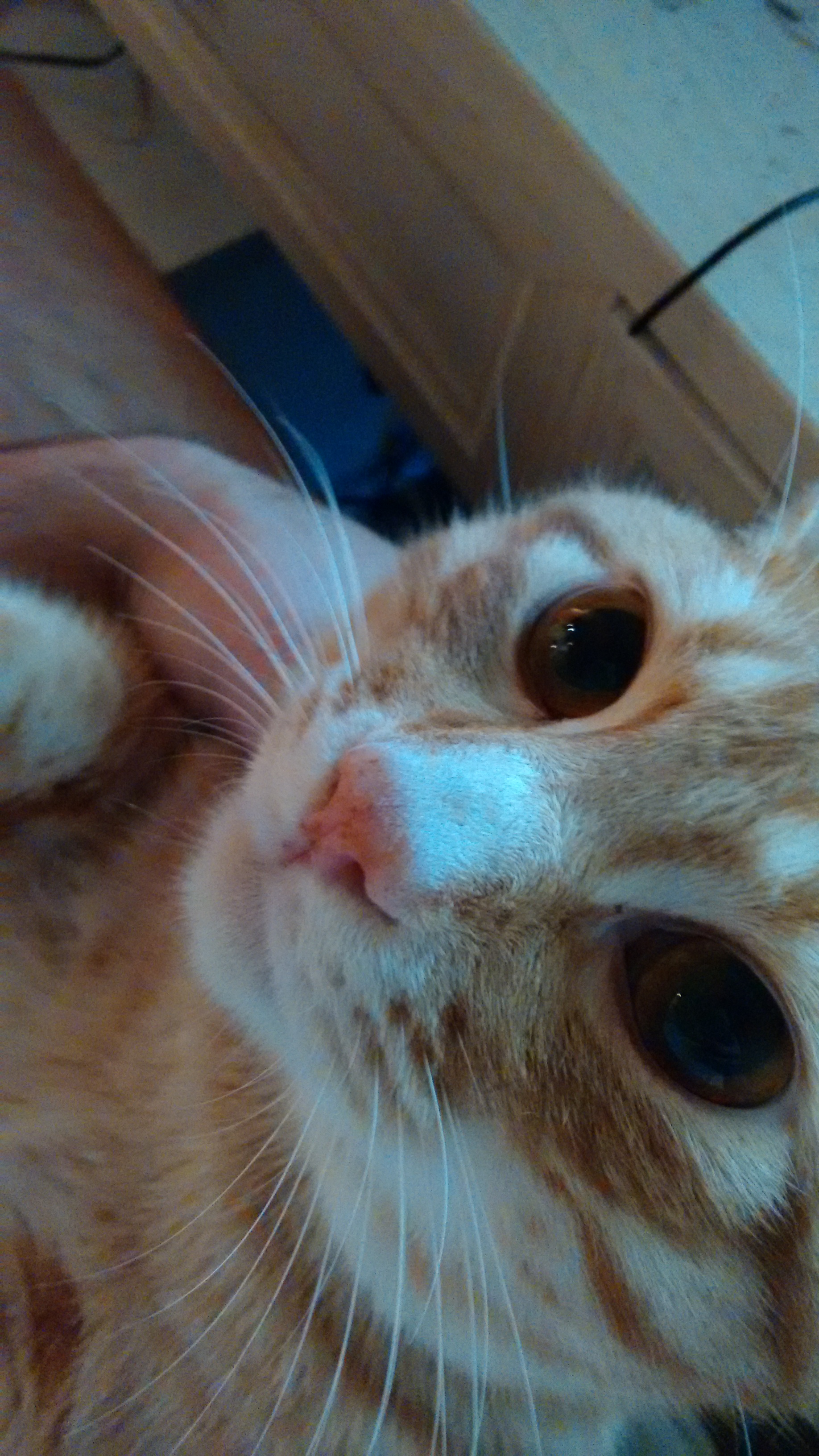 floki