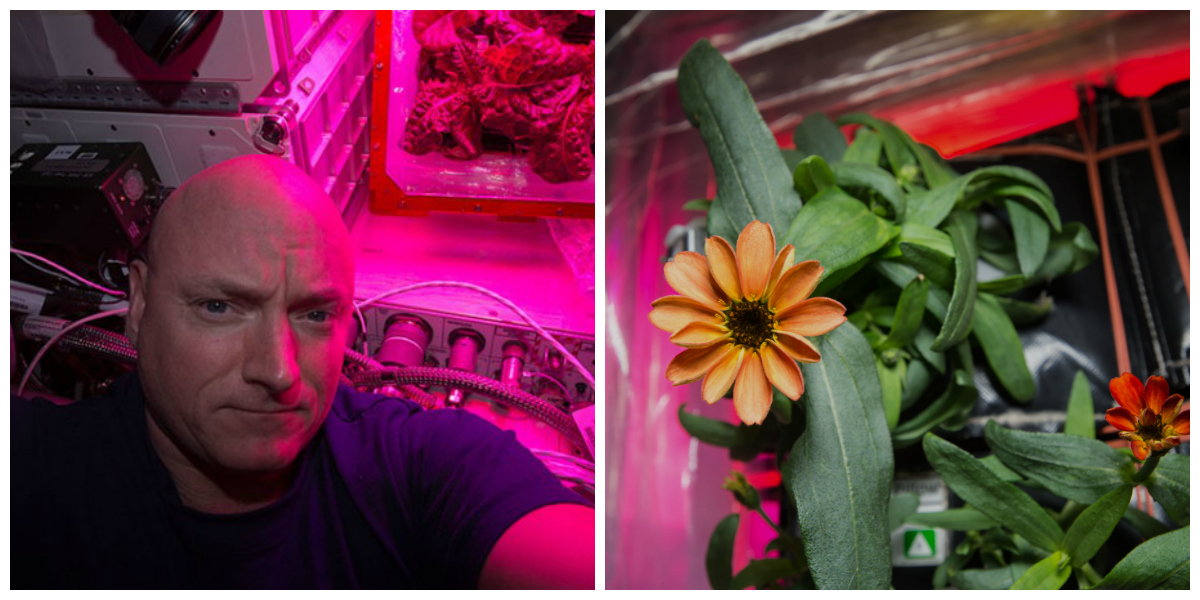 spaceflower.jpg