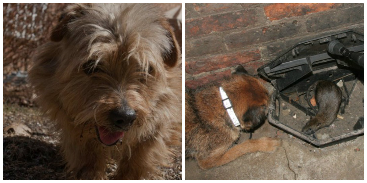 dogcollage.jpg