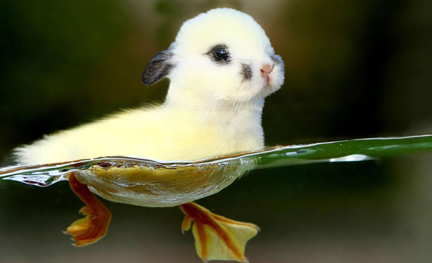 C__Data_Users_DefApps_AppData_INTERNETEXPLORER_Temp_SavedImages_animal-hybrids-73.jpg