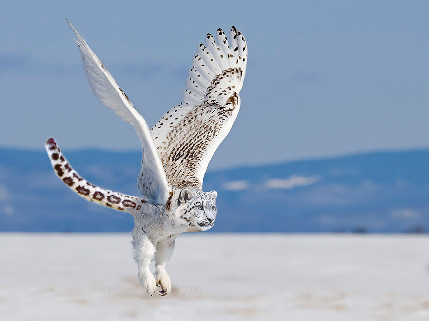 C__Data_Users_DefApps_AppData_INTERNETEXPLORER_Temp_SavedImages_animal-hybrids-182.jpg