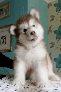 tumblr_nv0hkzfzVN1rjln3bo1_250.gif