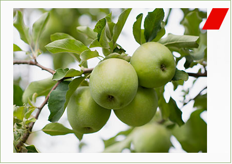 apple.png