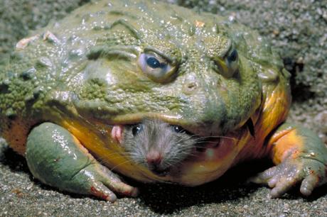 Froggy