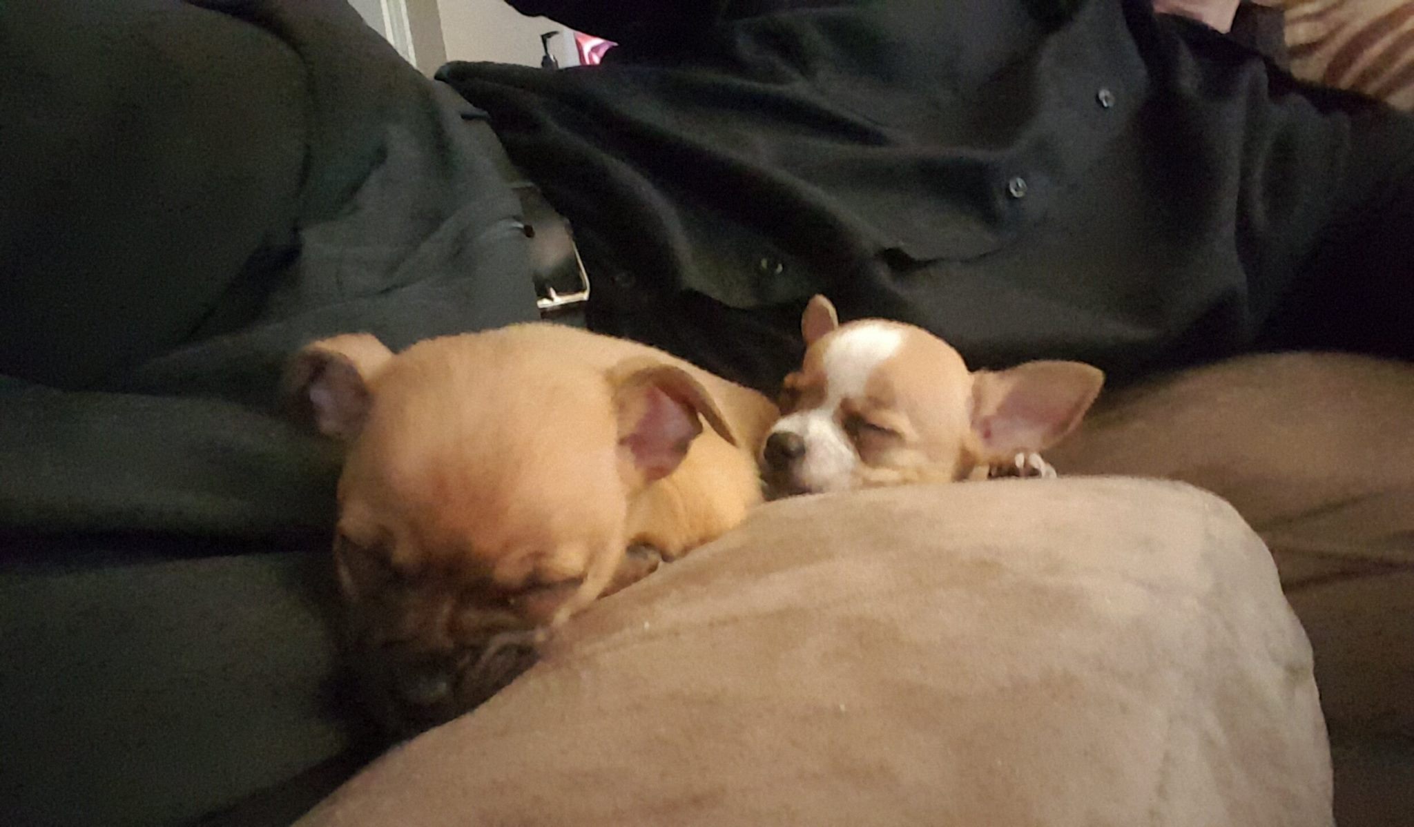 sleepypups.jpg